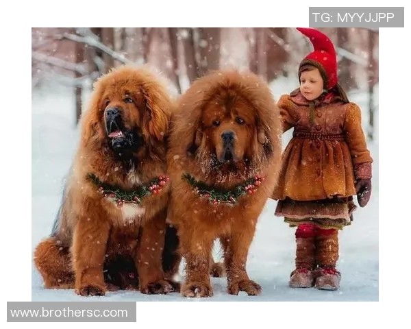 足球明星与他们忠实的狗狗们共同谱写的温馨故事 足球明星与他们忠实的狗狗们共同谱写的温馨故事